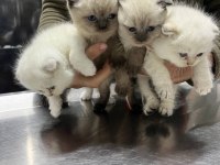 2 aylık scottish fold