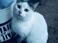 Kedimiz sütlaç sevgi dolu yuvasını arıyor