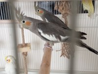 3 aylık sultan papağanları