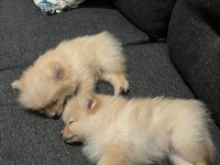 2 aylık pomeranian