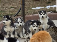Maviş gözlü Safkan Husky minikler