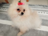27. 01.2025 doğumlu dişi pomeranian boo ALANYA