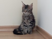 Nazik maine coon devler yuvasını arıyor