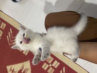 British yavru kedi