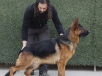 Alman çoban köpeği