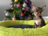 Irk Ve Sağlık Garantili Chihuahua Bebeklerimiz