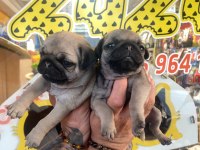 Pug yavrularımız