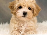 SEVİMLİ O NUMARA MALTİPOO YAVRULARIMIZ RUHSATLI ÜRETİM