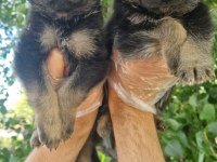 Irk ve sağlık garantili alman çoban köpeği yavrular