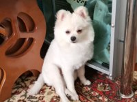 Pomeranian boo oyuncu köpeğimiz