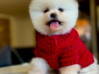 Pomeranian boo 60 günlük