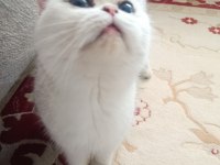 Güzel chinchilla kızımıza bakacak bir yuva arıyoruz