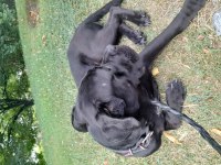 Can dosta kalıcı yuva cane corso