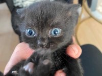 Scottish fold ve straight