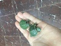 KIRMIZI YANAK SU KAPLUMBAĞALARIM TOSPİK İLE SAŞA
