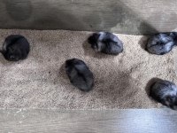 Rus cüce hamster (panda gonzales)