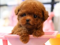SAGLIK VE IRK GARANTILI TOY POODLE YAVRULARIM