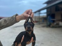 Kaliteli Doberman Yavruları