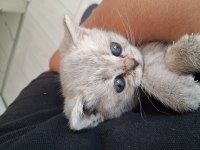 1.5 Aylık Saf British Shorthair Yavrumuz