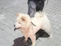 Arkadaş canlısı oğluşum çin aslanı