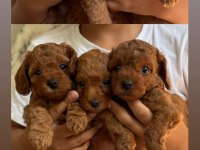 Erkek Dişi toy poodle