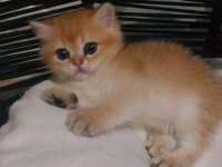Safkan british shorthair ister şecereli ister şeceresiz