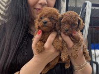 Red Ufacık Poodle Yavrularım