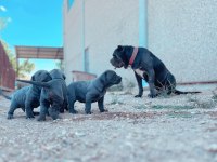 Son 4 dişi yavru cane corso