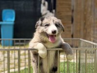 Blue Merle Border Collie Yavrular