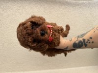 Safkan Dişi Erkek Toy Poodle Yavrularım