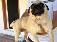 Yetişkin Krem Dişi Pug
