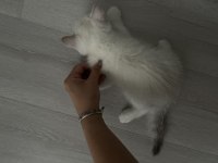 British mavi gözlü beyaz tüylü kedimiz
