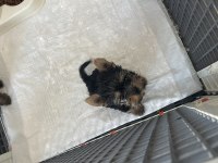 Safkan yorkshire terrier teslime hazır