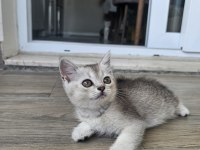 2 aylık british shorthair kedisi