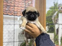 İSTANBULUN EN İYİ PUG BEBEKLERİ