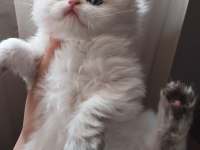 Golden dişi ve erkek kardeş kediler