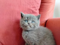 British shorthair yavruları
