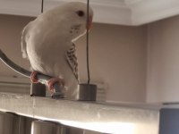 Albino yavru muhabbet kuşu
