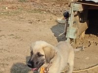 KANGAL ÇAPARLARIMIZ SAF KAN ORJİNAL