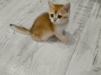 Minicik British Shorthair Bebişlerim