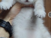 British shorthair kedisi