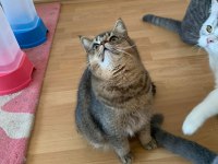 Bir yaşında british shorthair