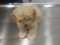 Çok sevimli erkek Maltipoo