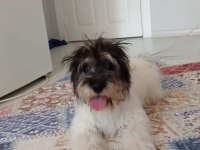 sahiplendirilecek terrier