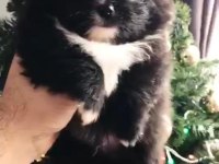 Orijinal pomeranian boo