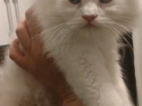 British longhair yavrumuz yeni yuvasını arıyor