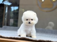 SAĞLIK VE IRK GARANTİLİ POMERANİAN KÖPEKLER
