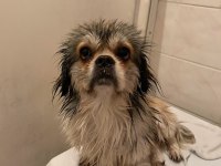 Shih Tzu Erkek Köpeğimiz