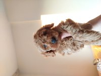 Bal rengi toy poodle