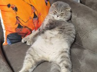Erkek scottish Fold kedisi